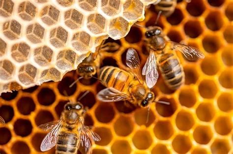 The Miraculous Powers of Honey: Ancient Wisdom for Modern Healing